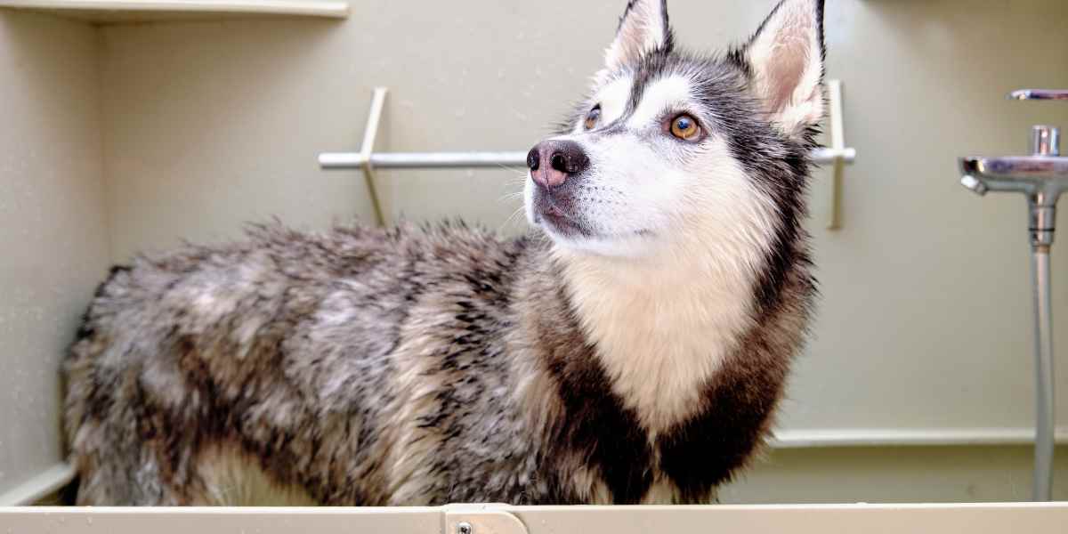 A qué Edad se Puede Bañar un Husky Siberiano