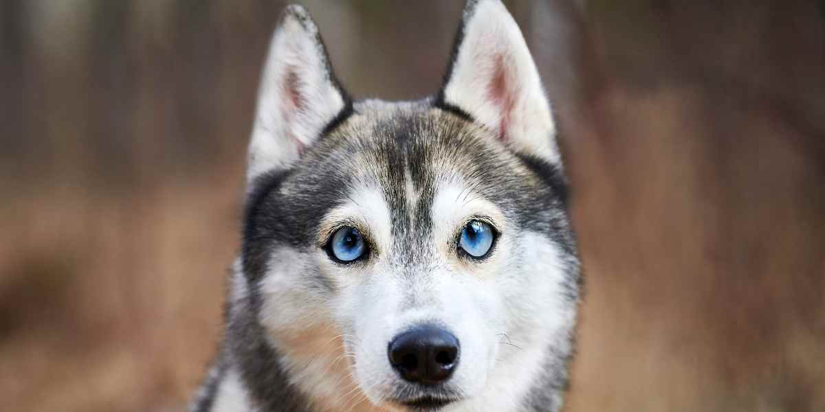 A qué edad se levantan las orejas del Husky Siberiano