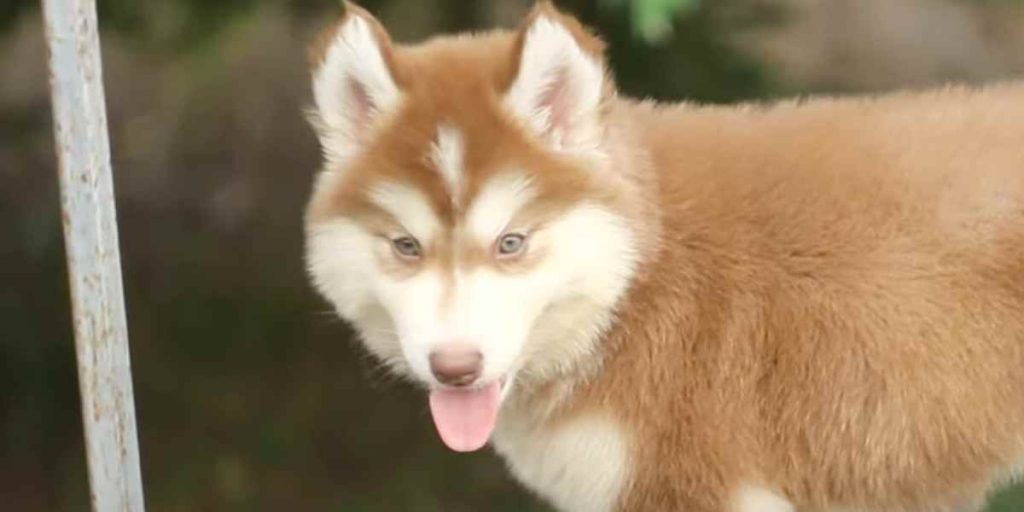 Cachorro Husky Wooly