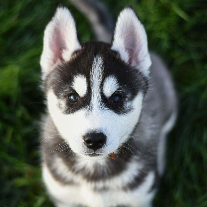 Características Físicas del Husky Siberiano