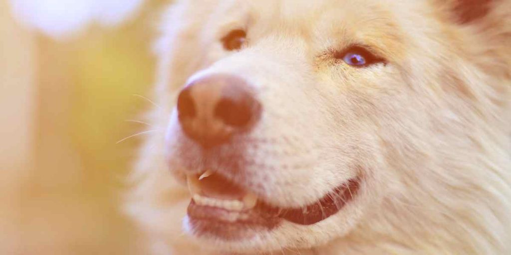 Convivencia con un Husky Blanco