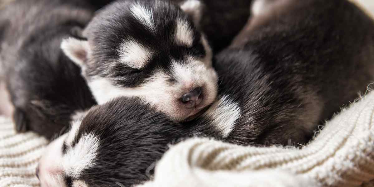 Cómo Cuidar a un Husky Siberiano Cachorro