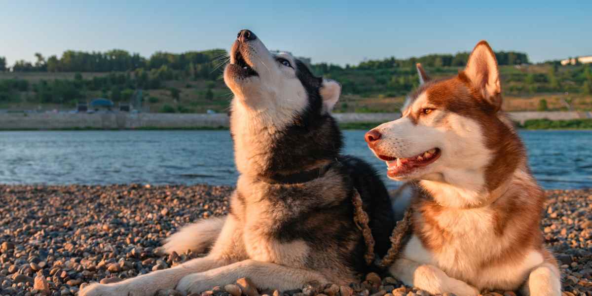 Cómo Enseñar a Aullar a tu Husky