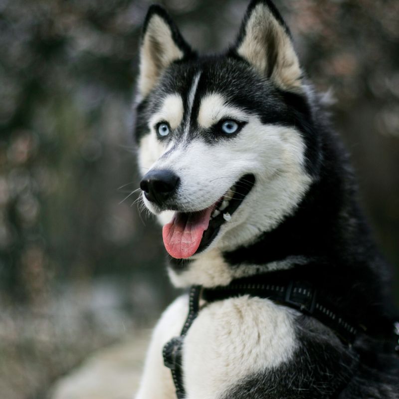 Historia y Origen del Husky Siberiano