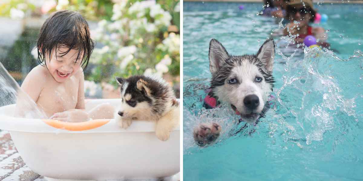 Husky Amante del Agua: ¿Magia o Realidad?