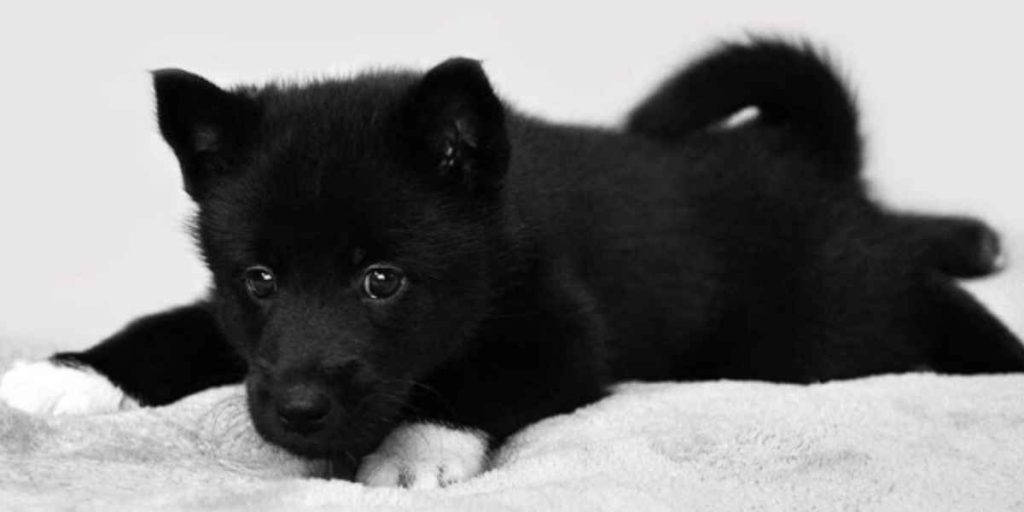 Husky Negro