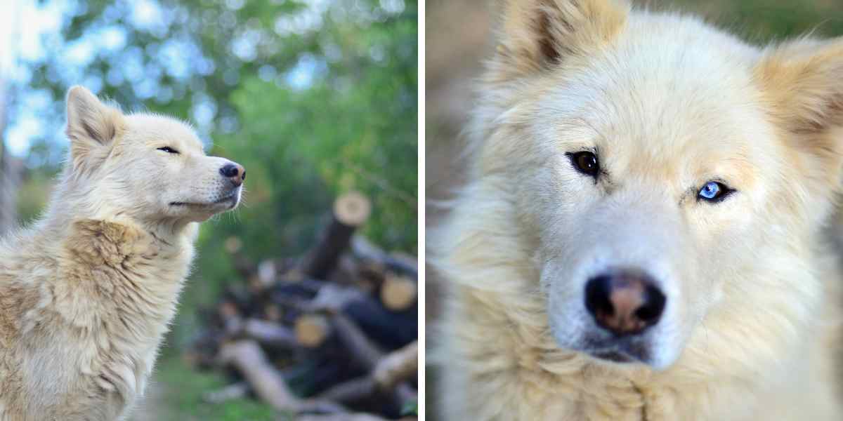 Husky Siberiano Blanco