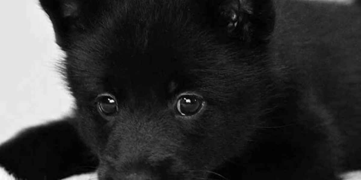 Husky Siberiano Negro