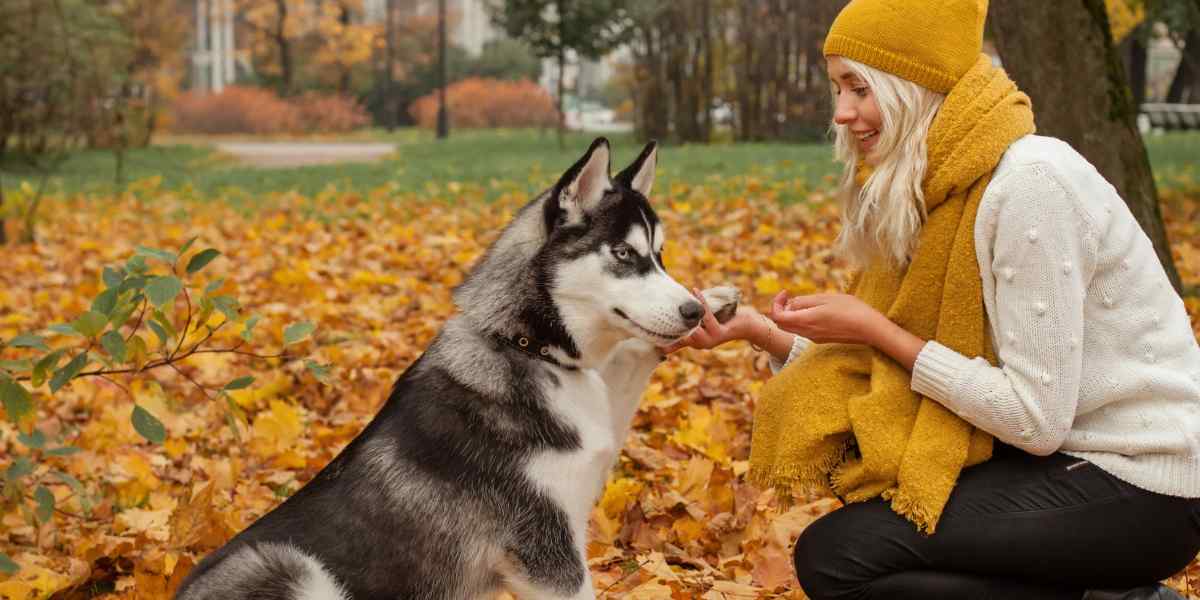 Pilares del Adiestramiento al Husky