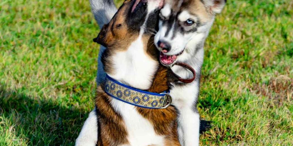 Temperamento Husky Miniatura