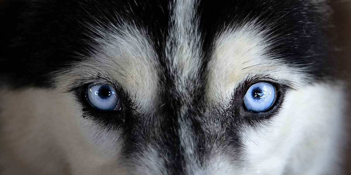 Temperamento del Husky Siberiano