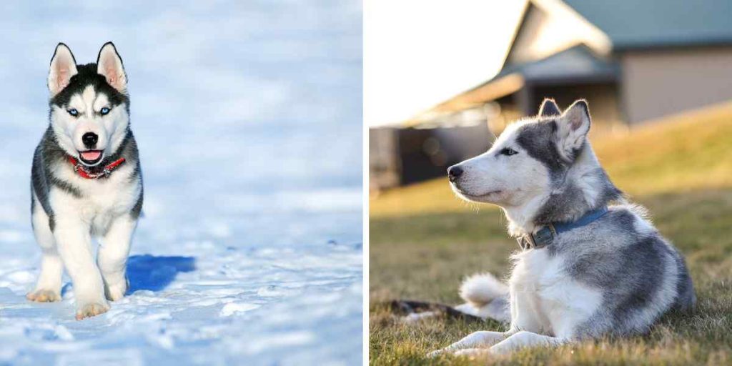 husky siberiano